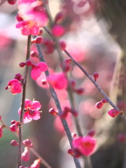 春色