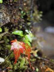 濡れ紅葉