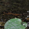 水辺