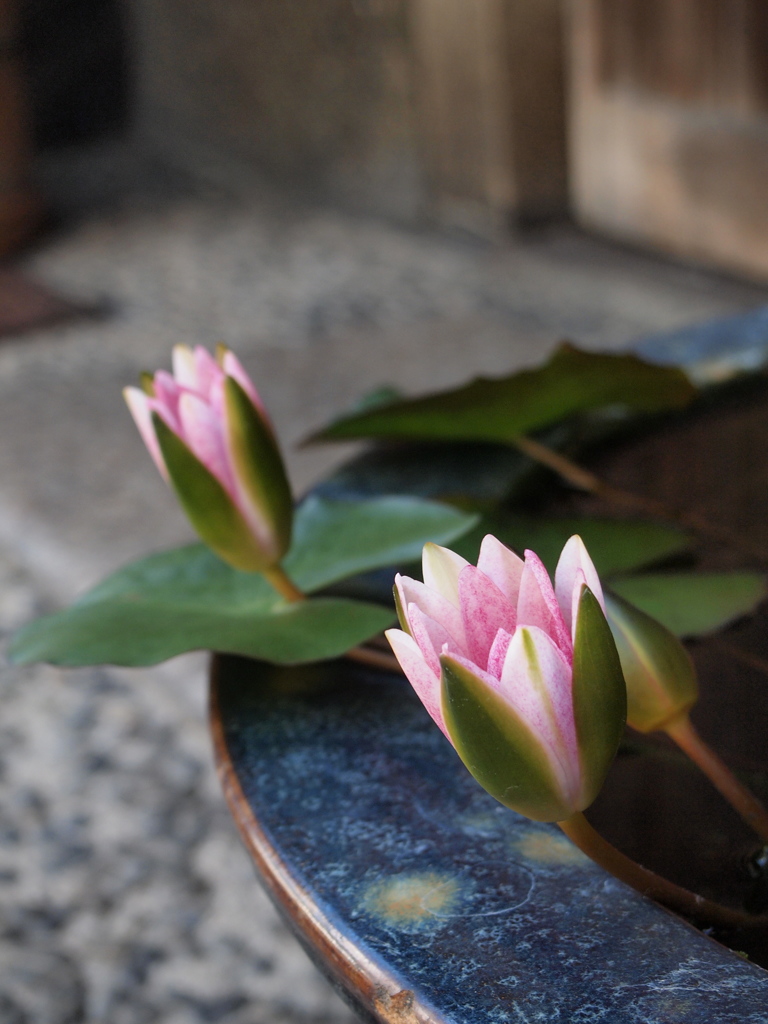 好みじゃないけど