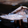 水たまり