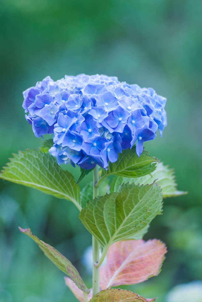 花上の光