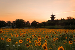 夏の夕暮れ