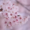 さくら