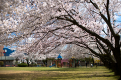 桜の公園