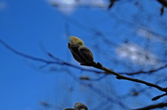 芽吹き