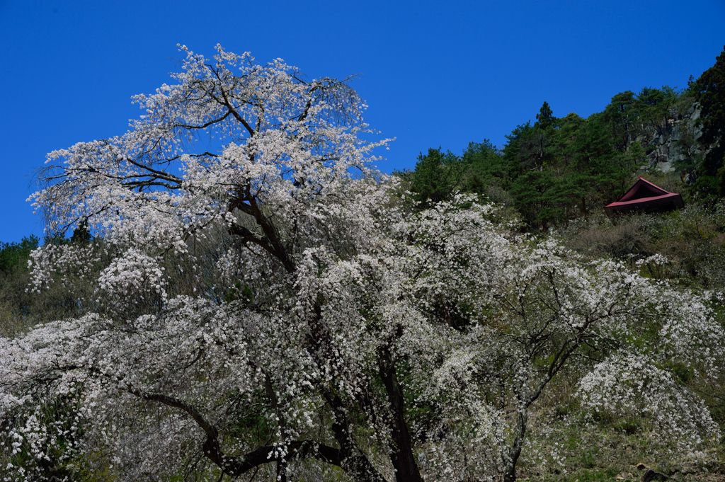 赤和観音のしだれ桜