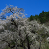 赤和観音のしだれ桜