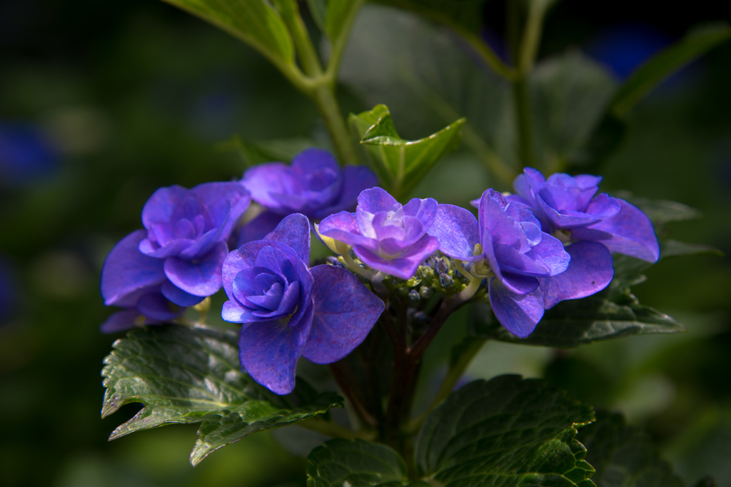 紫陽花