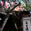 春色