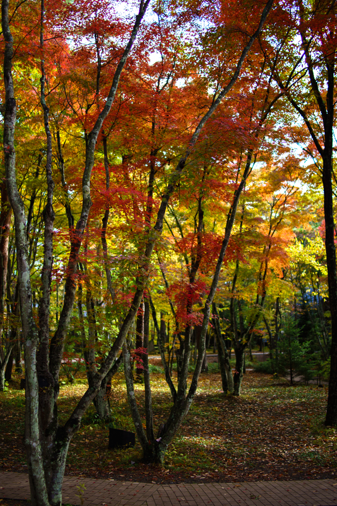 紅葉の林