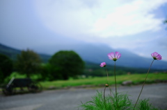秋桜