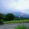 秋桜