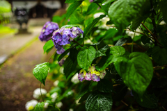 雨雫