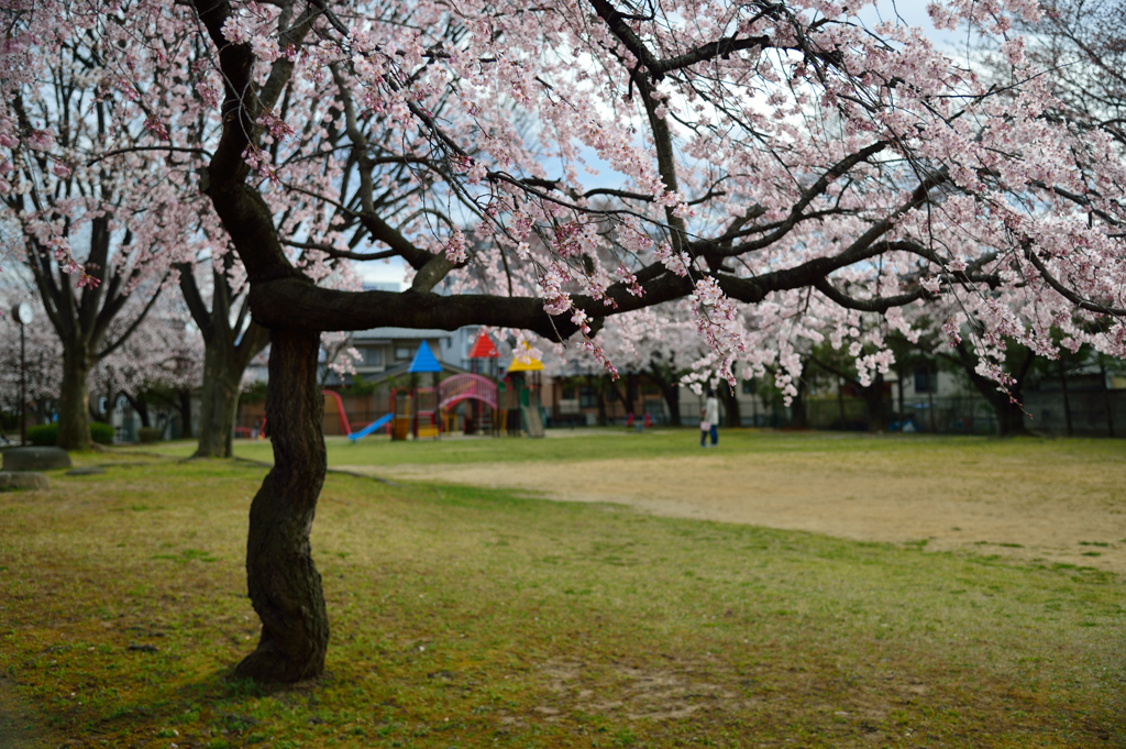 桜咲く公園で