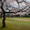 桜咲く公園で