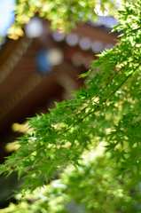 深大寺
