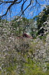 赤和観音のしだれ桜