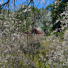 赤和観音のしだれ桜