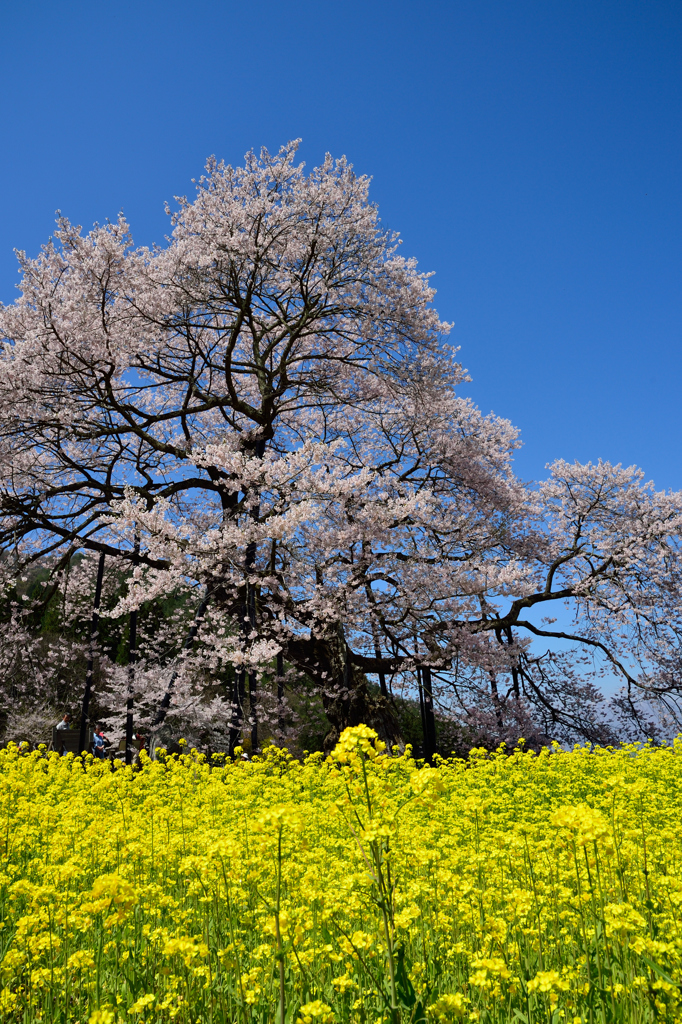 黒部のエドヒガン桜