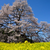 黒部のエドヒガン桜