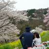 山桜を楽しむ家族