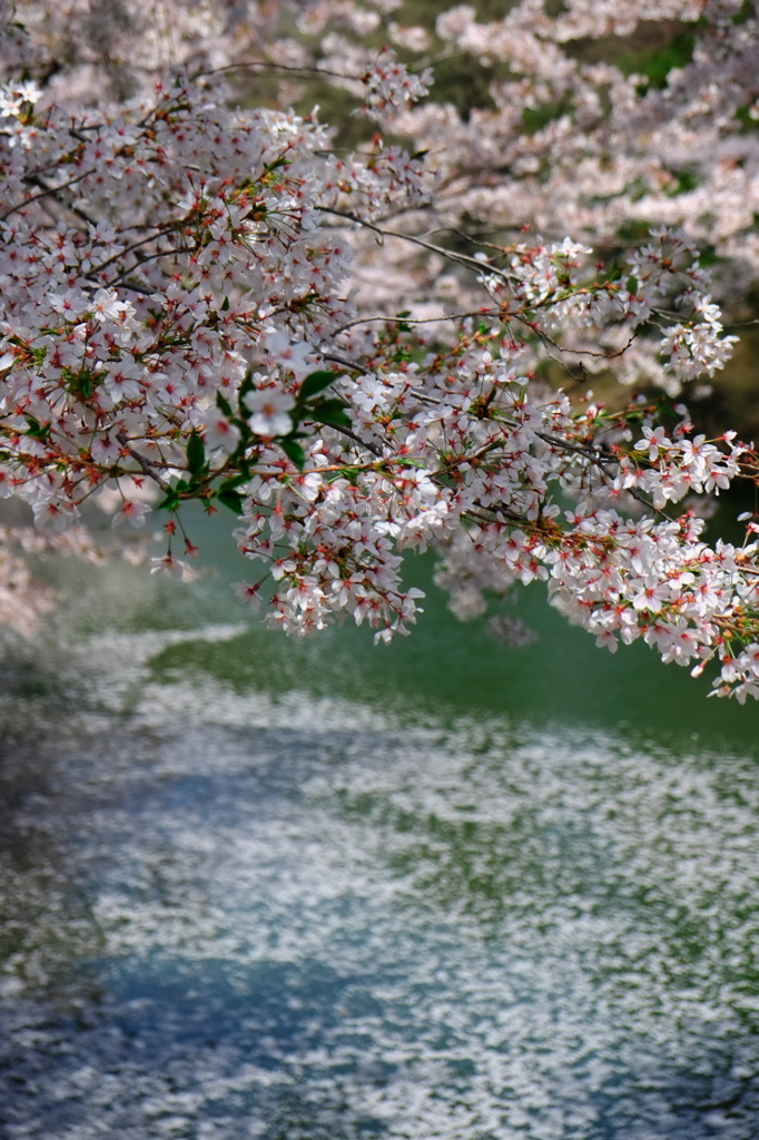 散り桜