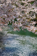 散り桜