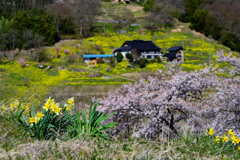 花の競演