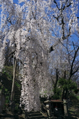 桜の滝