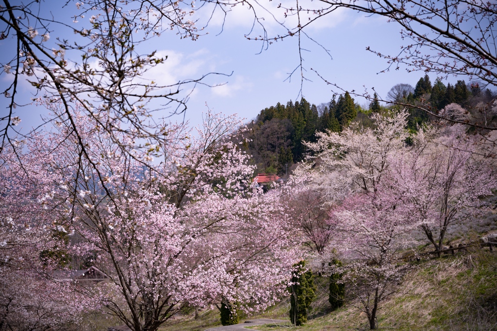 陸郷の桜