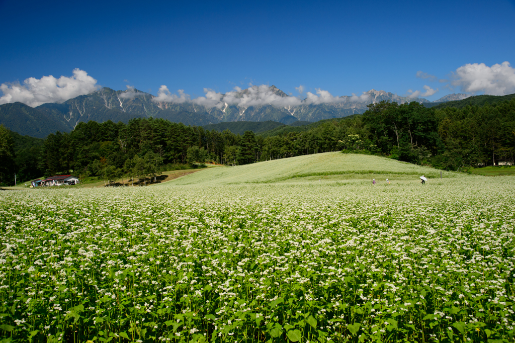 高原の蕎麦畑
