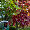 紅葉庭園
