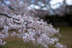 桜