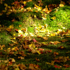 散紅葉