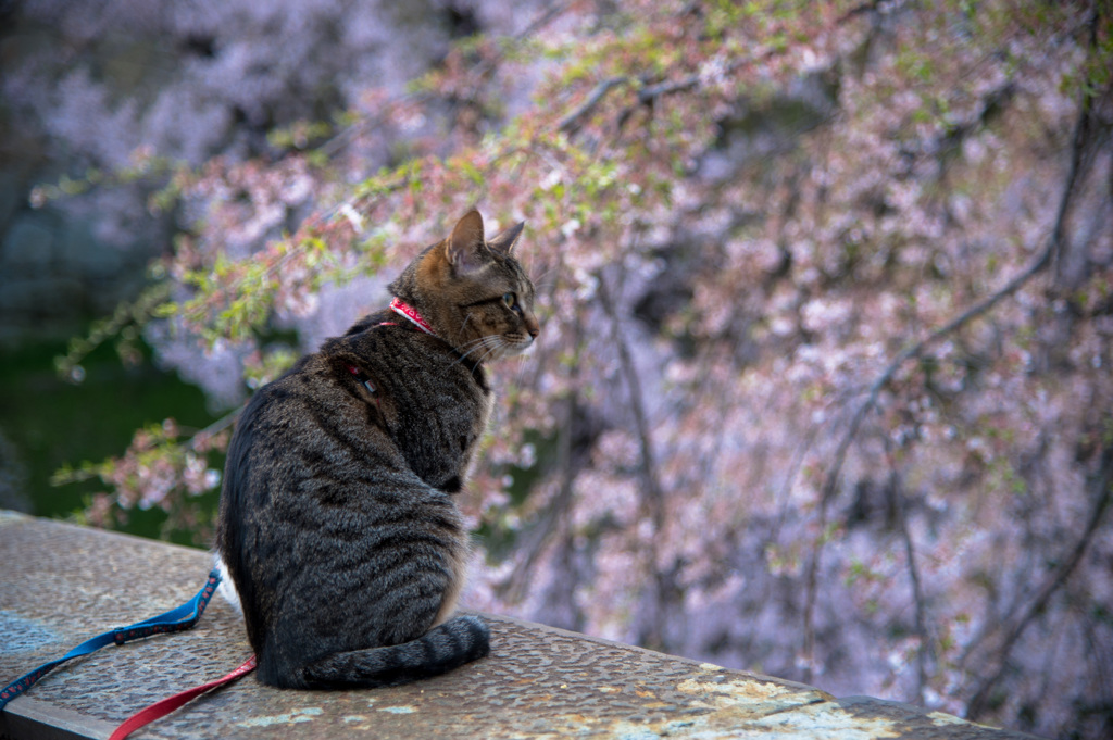 さくらと桜