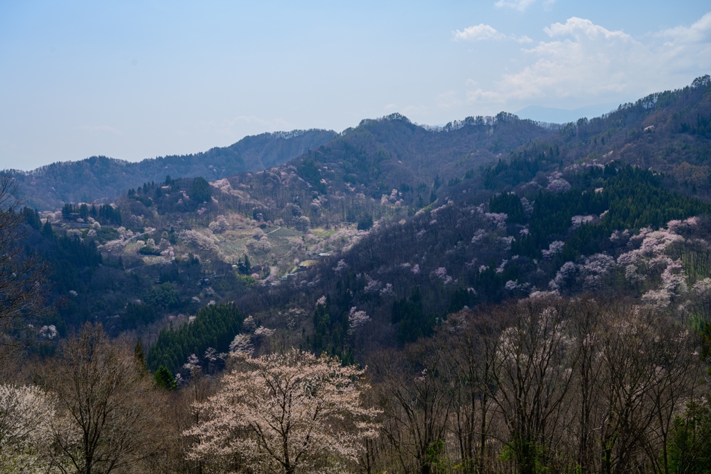 桜仙峡