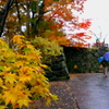 雨の城址