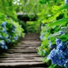 紫陽花の参道
