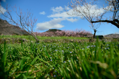 里山のあんず