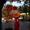 紅葉ポスト