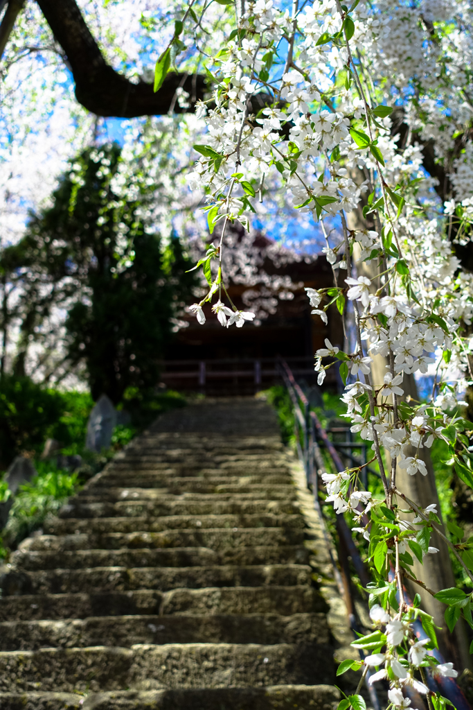 葉桜の頃に