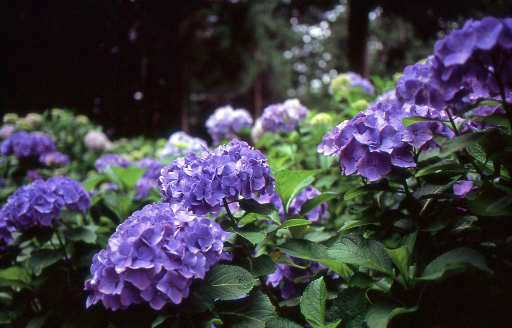紫陽花　FilmversionⅠ