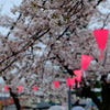 雨の観桜会
