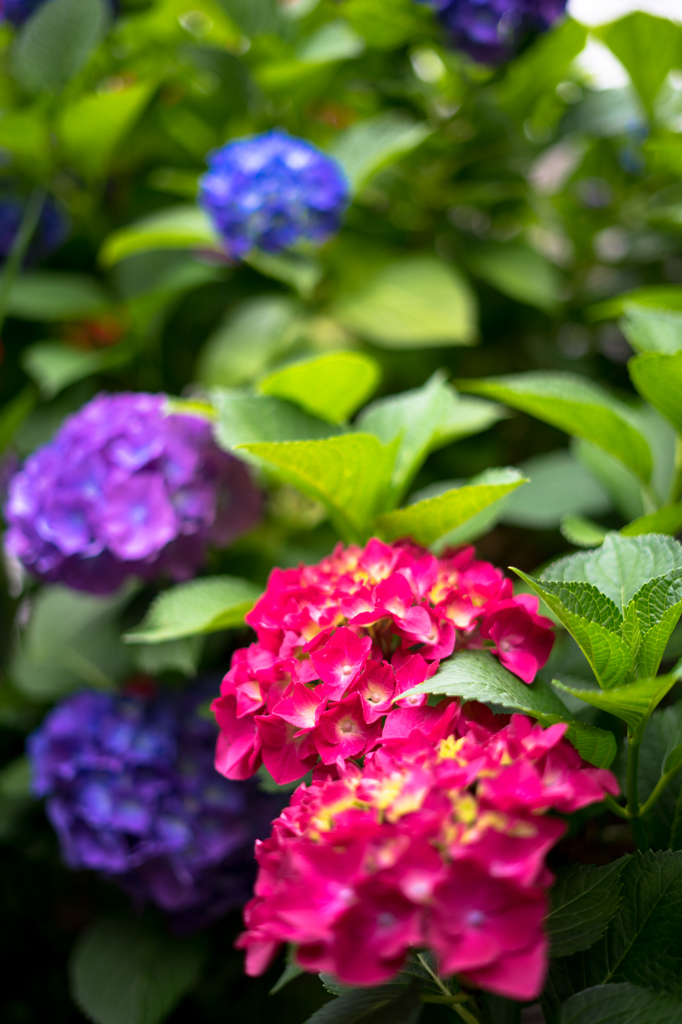 紫陽花