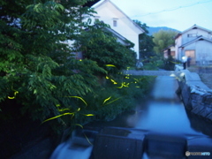 ホタル