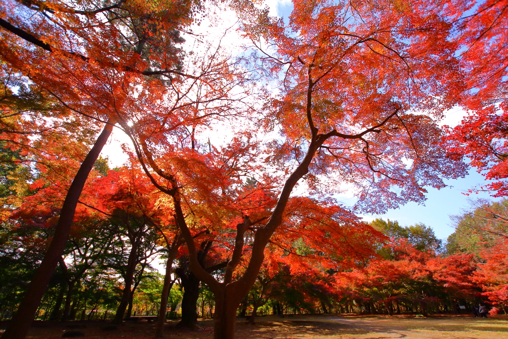 平林寺_紅葉_022