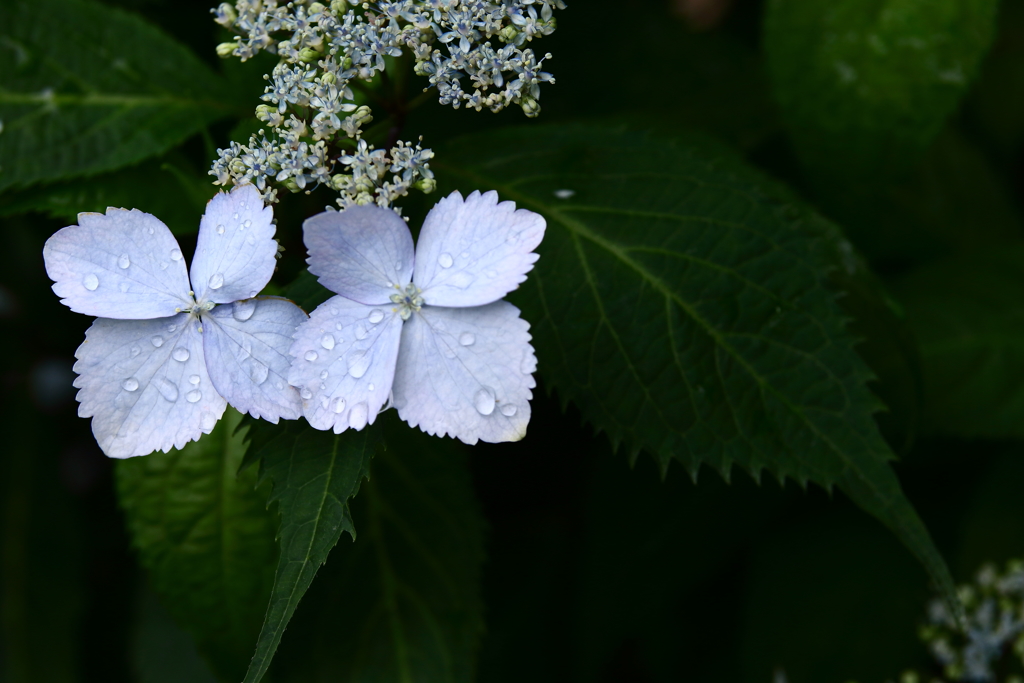 YEG_紫陽花_0011