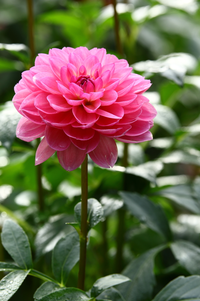 神代植物公園_005