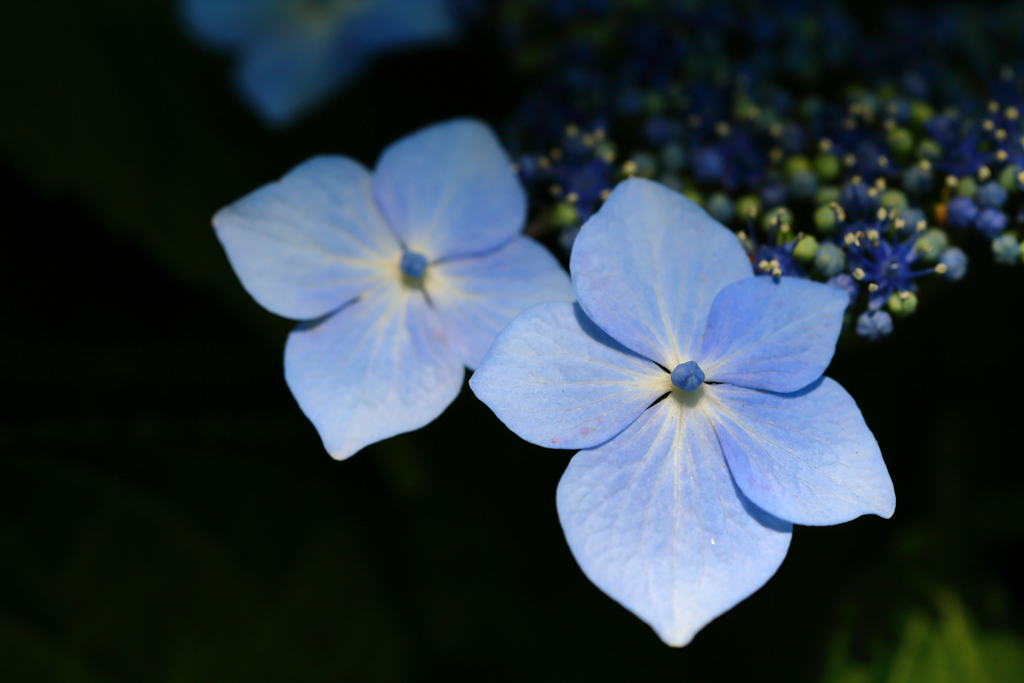 府中郷土の森_018_紫陽花